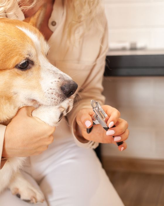 chien qui va se faire couper les griffes