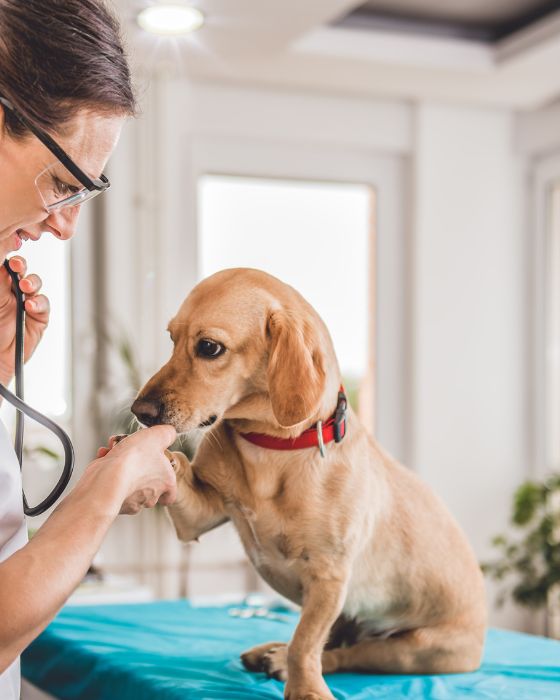 chien en train d'être ausculté