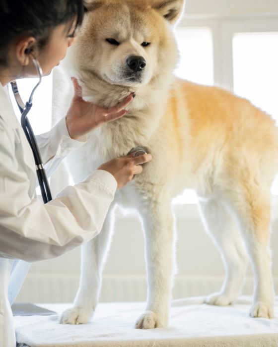 chien en train d'être ausculté