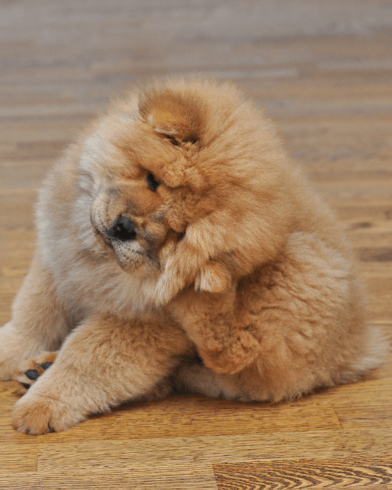 chien qui se gratte l'oreille