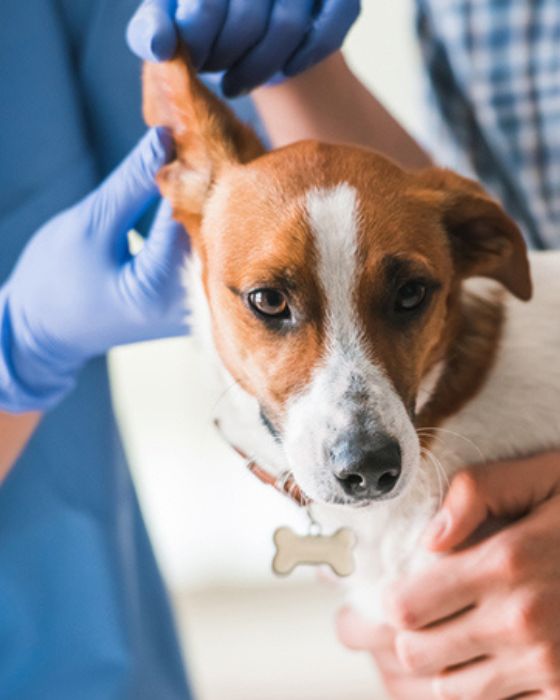 chien qui se fait ausculter l'oreille