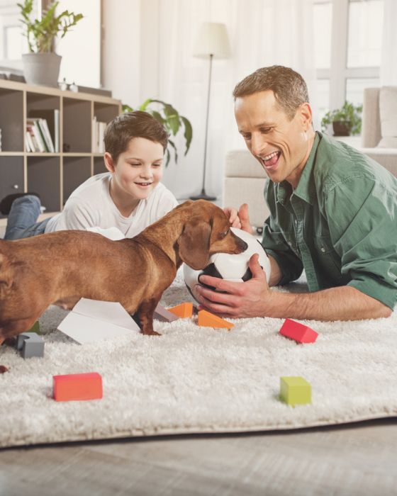 chien qui joue au ballon sur le tapis