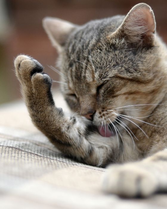 tenia chat - chat qui se lèche la patte