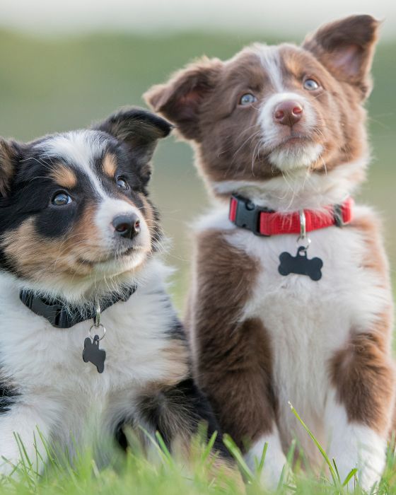 chiots assis dans l'herbe