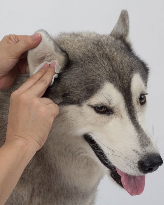 chien en train d'être ausculté au niveau de l'oreille