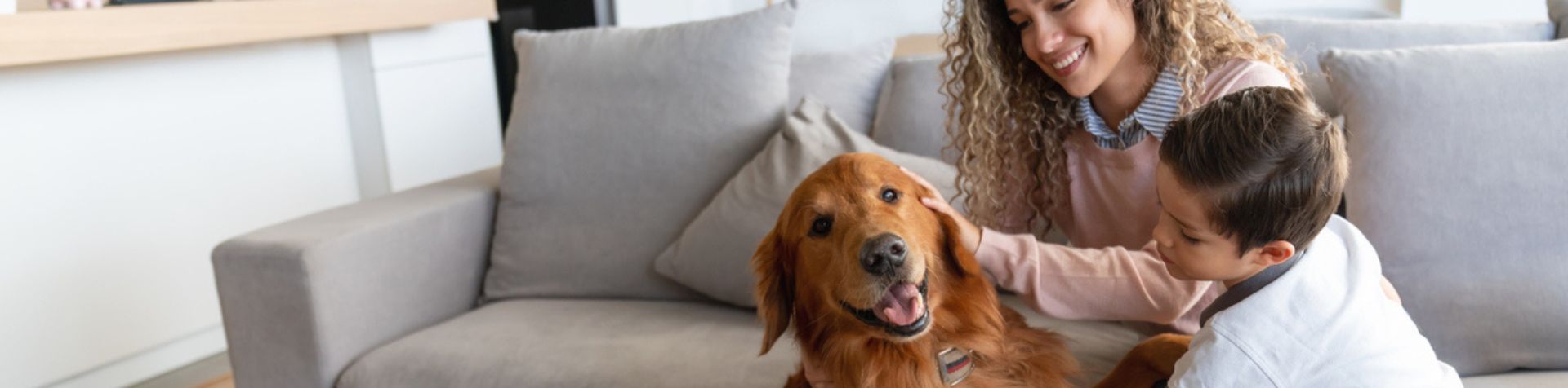 chien qui se fait caresser