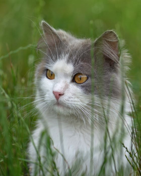 chat dans l'herbe