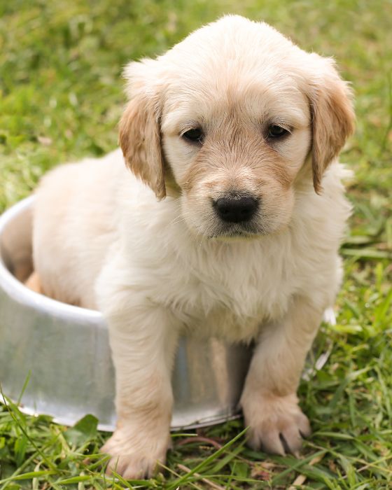 chiot dans une gamelle