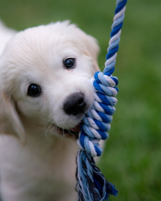 chiot qui mordille un jouet