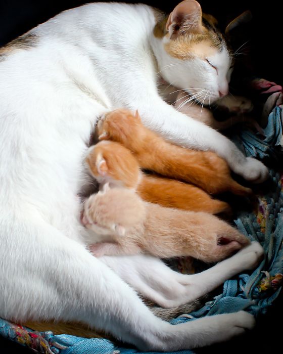 chatons qui tètent 