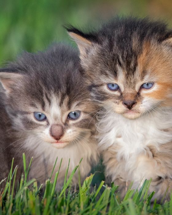 chatons dans l'herbe