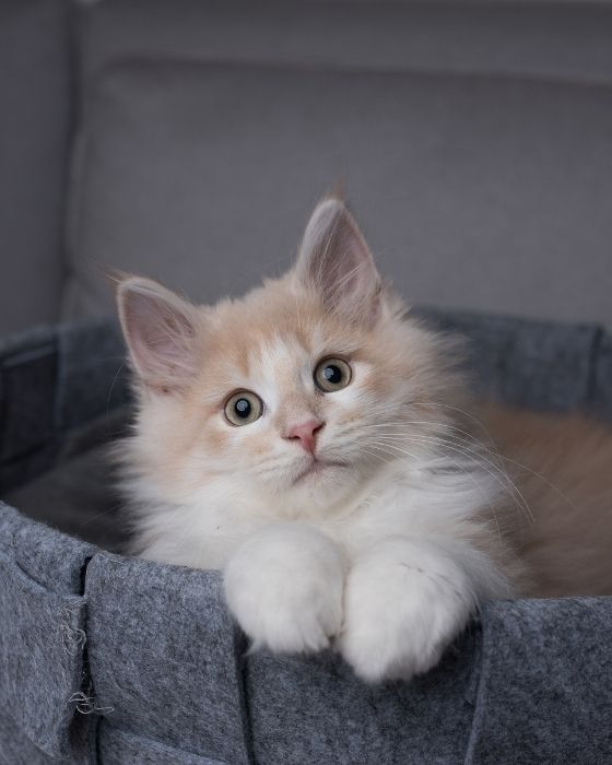 vers parasites du chat -  chat chaton