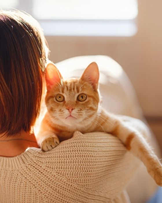 chat sur épaule d'une femme