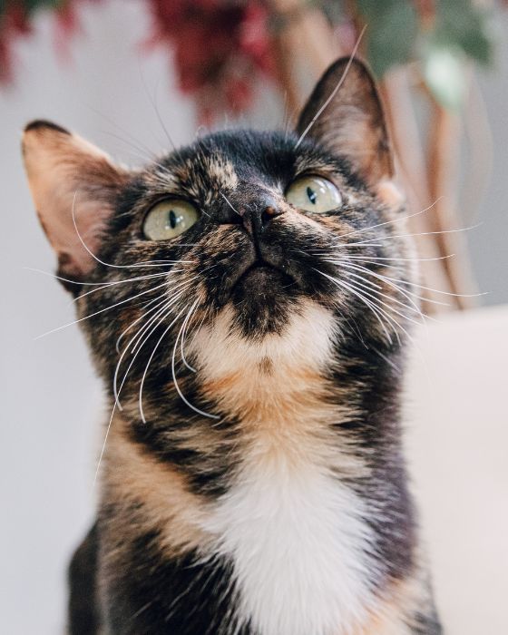 mon chat a des vers symptômes