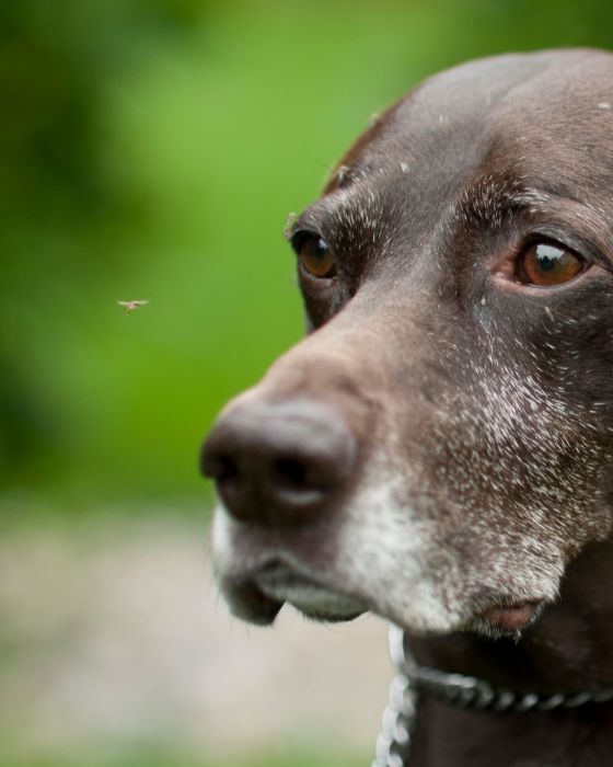 maladies parasites dirofilariose hero