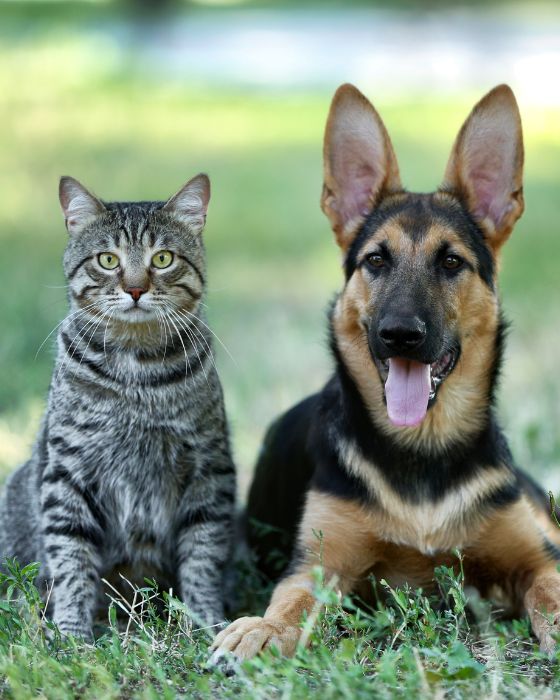 maladies parasites dirofilariose hero