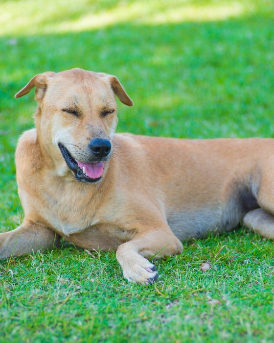 maladies parasites dirofilariose hero