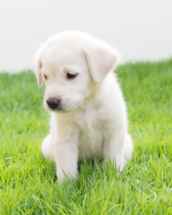 LA GALE DÉMODÉCIQUE