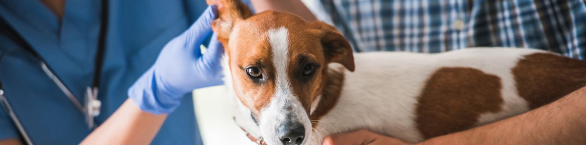 chien maladies parasites gal  chien