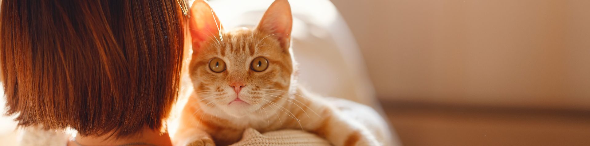 chat maladies - symptomes