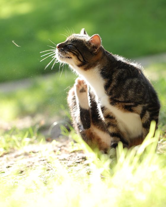 chat maladies parasites maladie griffe