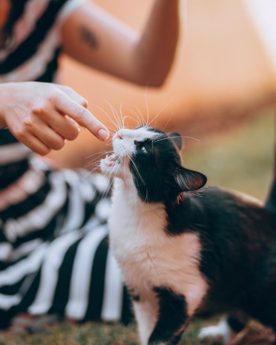 chat maladies parasites maladie griffe