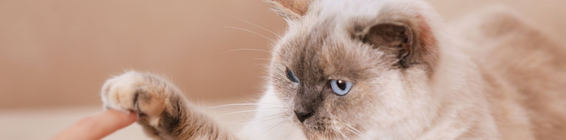 chat maladies parasites maladie griffe