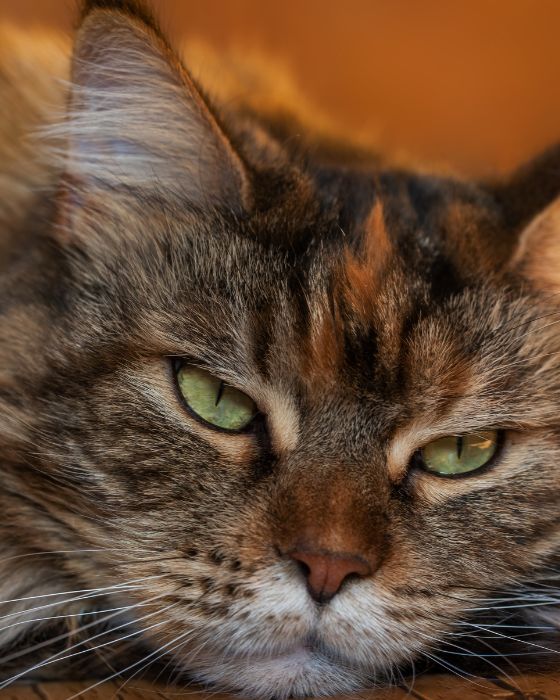 chat maladies parasites dirofilariose