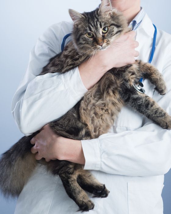 chat maladies parasites dirofilariose