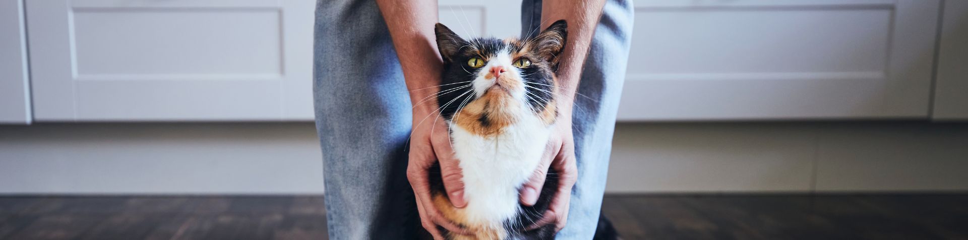 chat maladies parasites dirofilariose hero