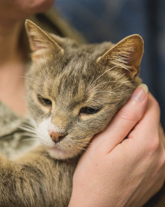 chat maladies parasites maladie lyme