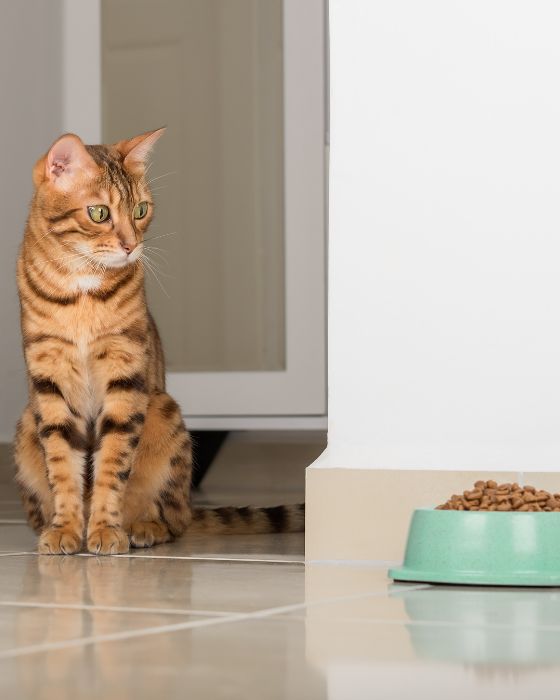 chat maladies parasites piroplasmose