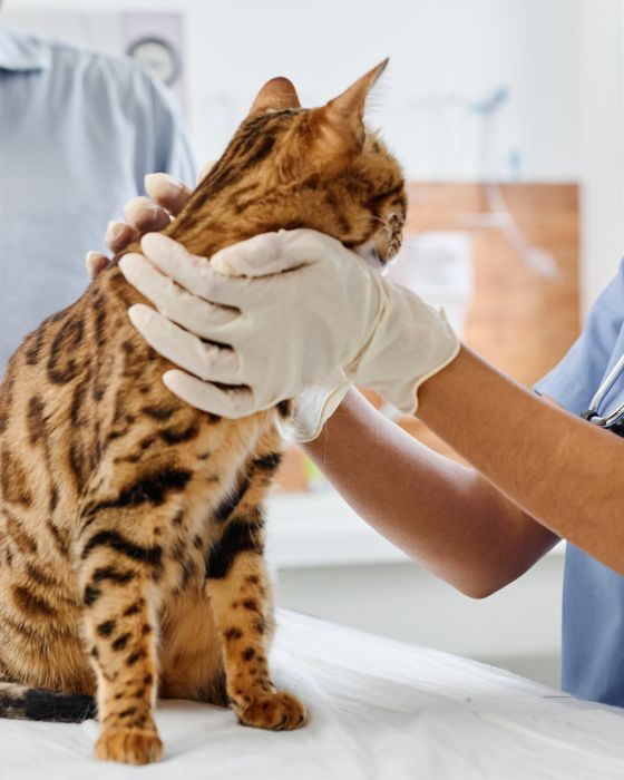 chat maladies parasites piroplasmose