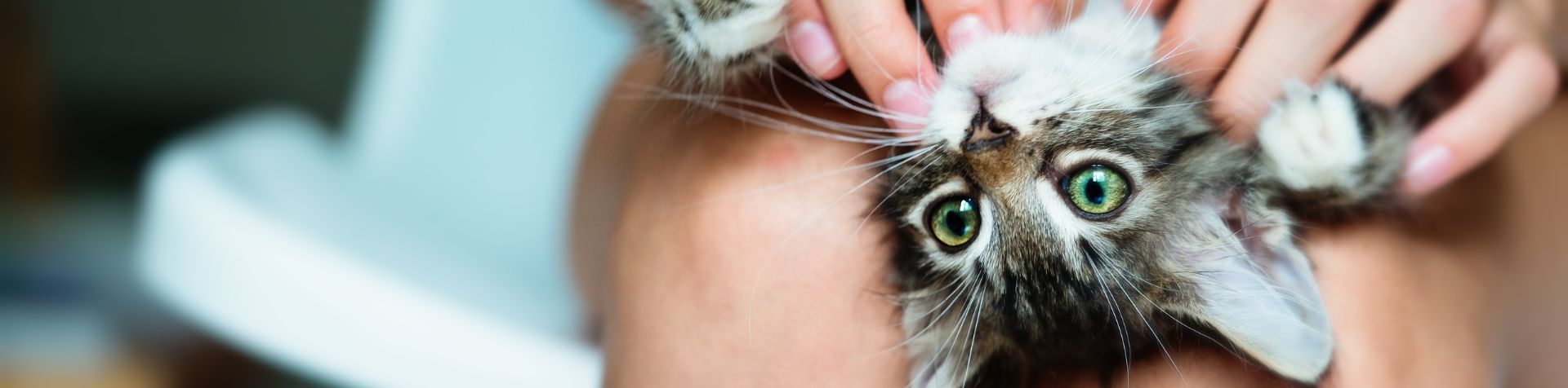 chat maladies parasites piroplasmose