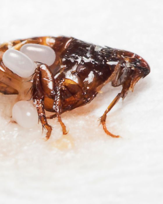 parasite externe chat chaton - puce