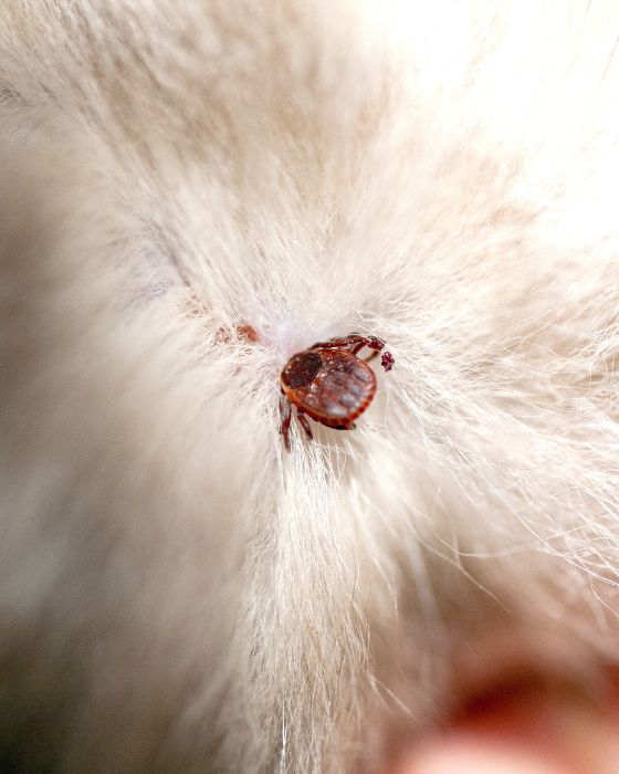 parasite externe chat chaton - tique