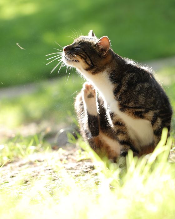 parasite externe chat chaton - poux