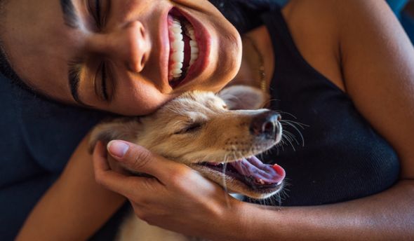 antiparasitaire chien - produit anti tique anti puce chien chat