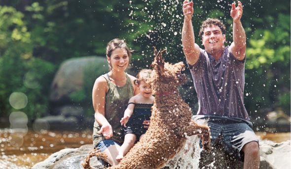 antiparasitaire chien - produit anti tique anti puce chien