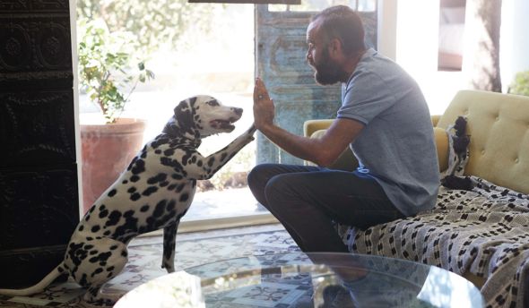 antiparasitaire chien