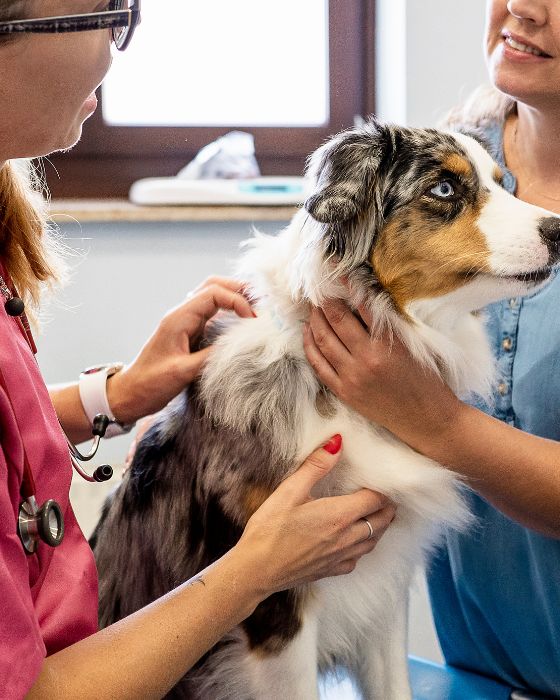 chien maladies leishmaniose