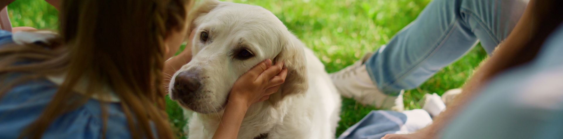 chien maladies leishmaniose hero