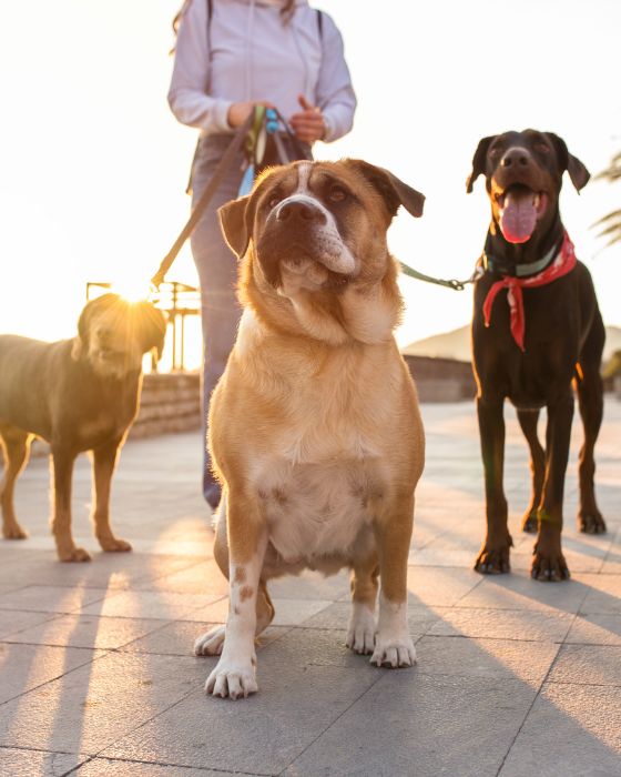 chien maladies piroplasmose