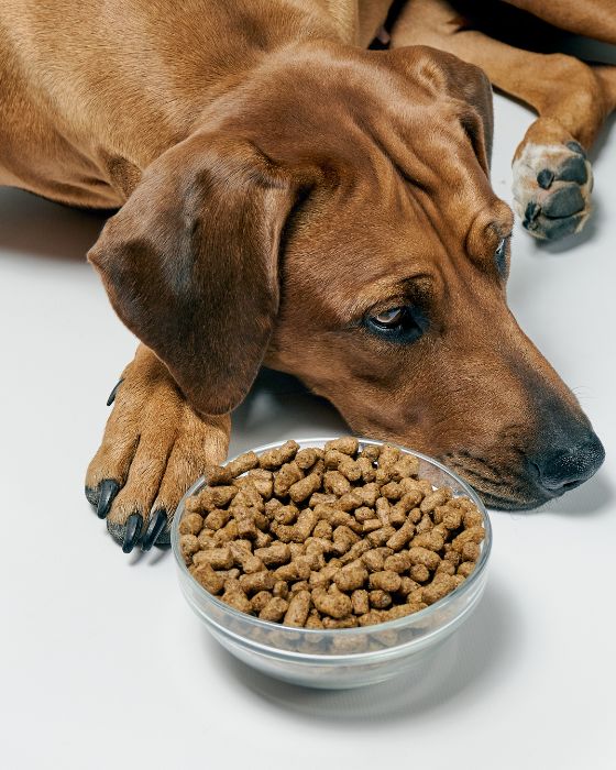 chien maladies piroplasmose