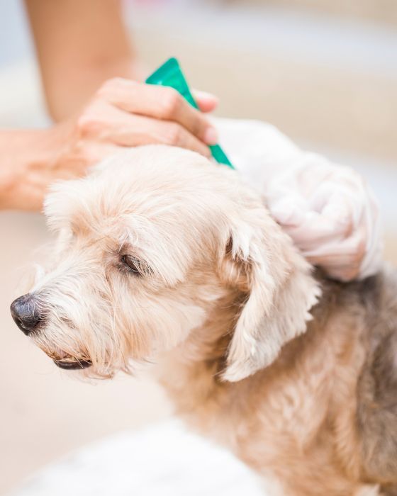 UTILISER UN ANTIPARASITAIRE