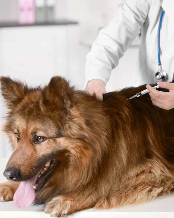 VACCINER VOTRE CHIEN