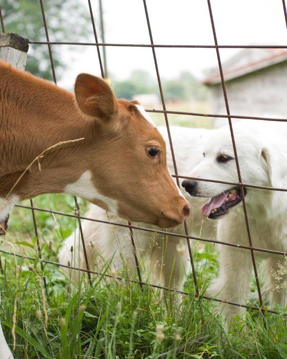 chien parasites mouche piqueuse