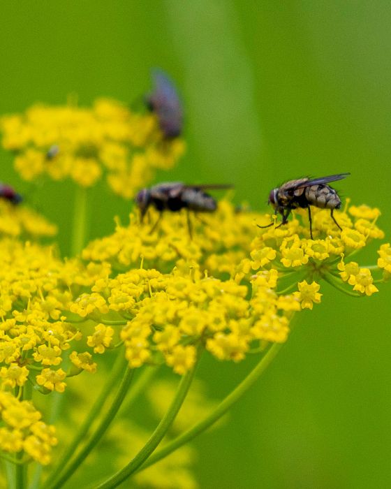 chien parasites mouche piqueuse