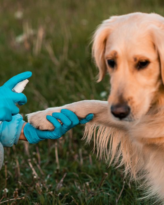 chien parasites mouche piqueuse