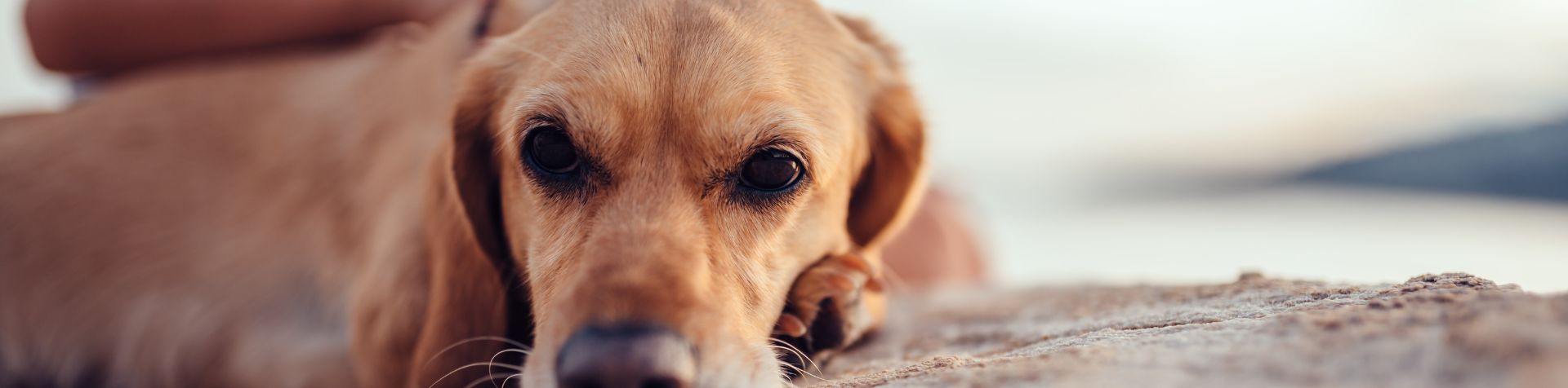 parasites mouche piqueuse